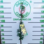 Marhuľo-slivka (Prunus hybrid) ‘MIRACOSE’ - výška 110-130 cm, kont. C7L